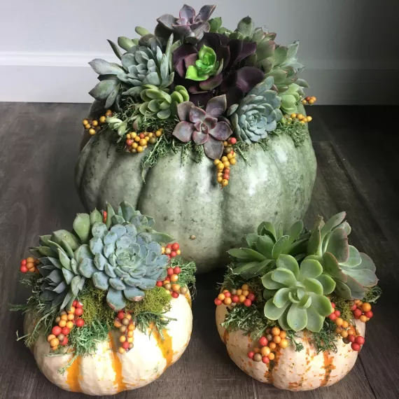 Pumpkin succulent planter